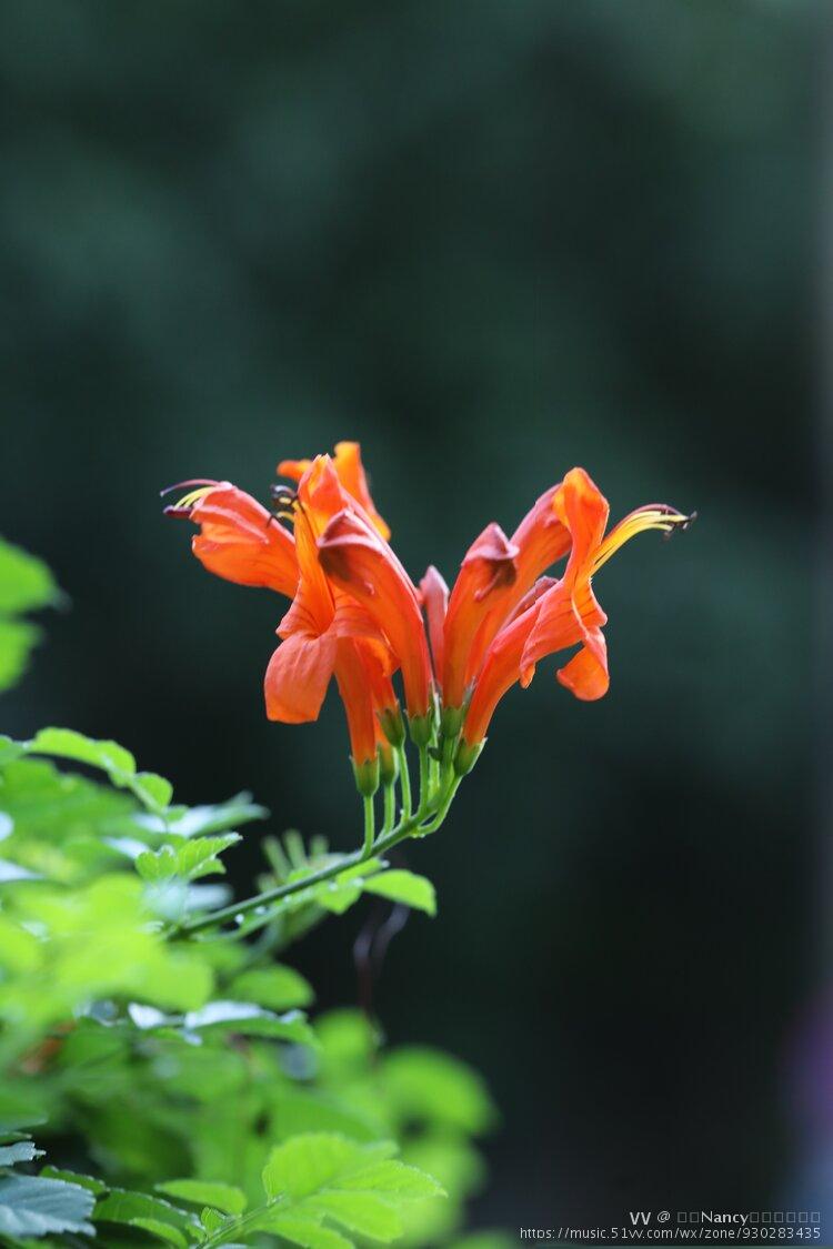 首发硬骨凌霄花