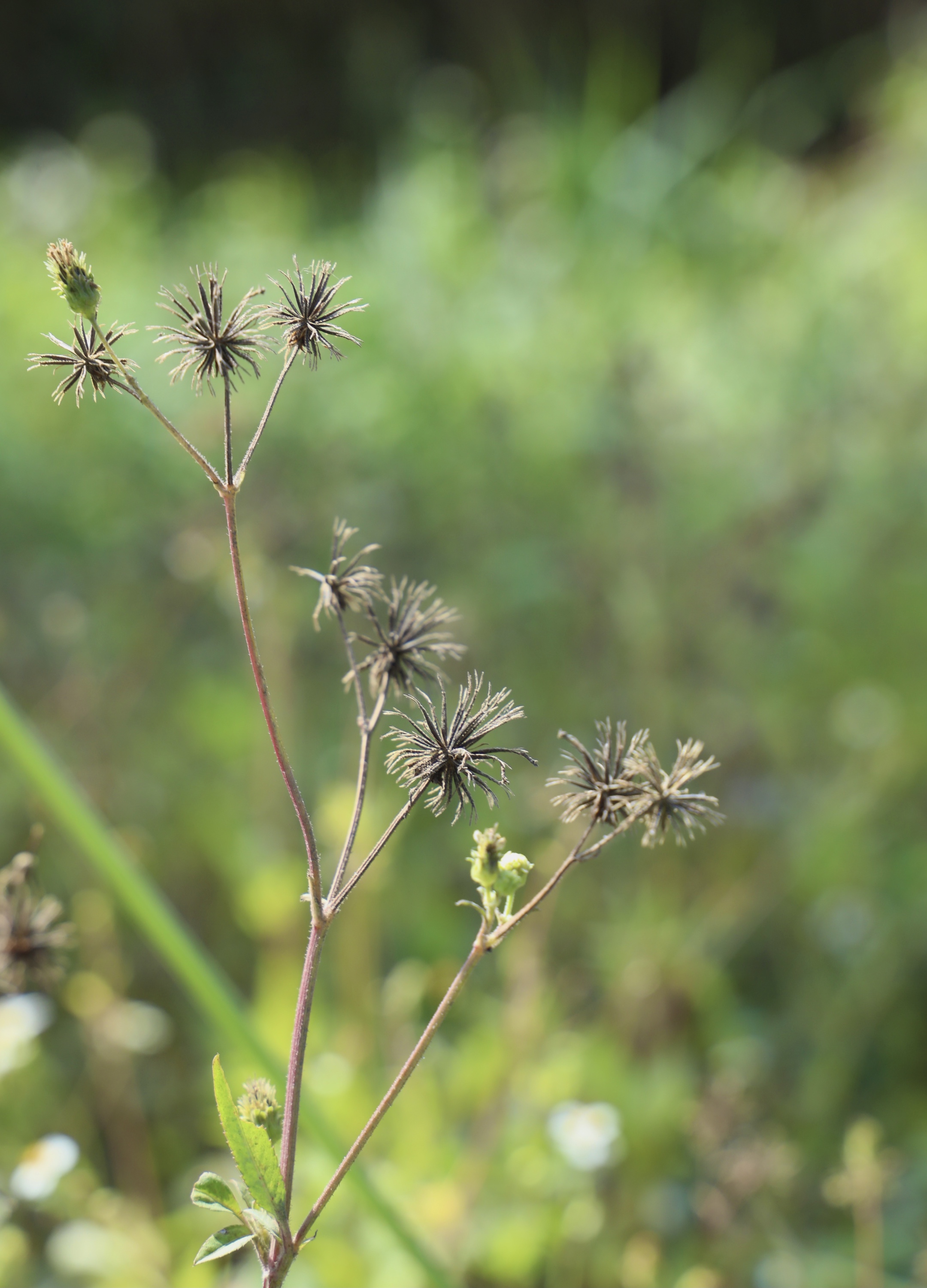 【首發】野花·鬼針草