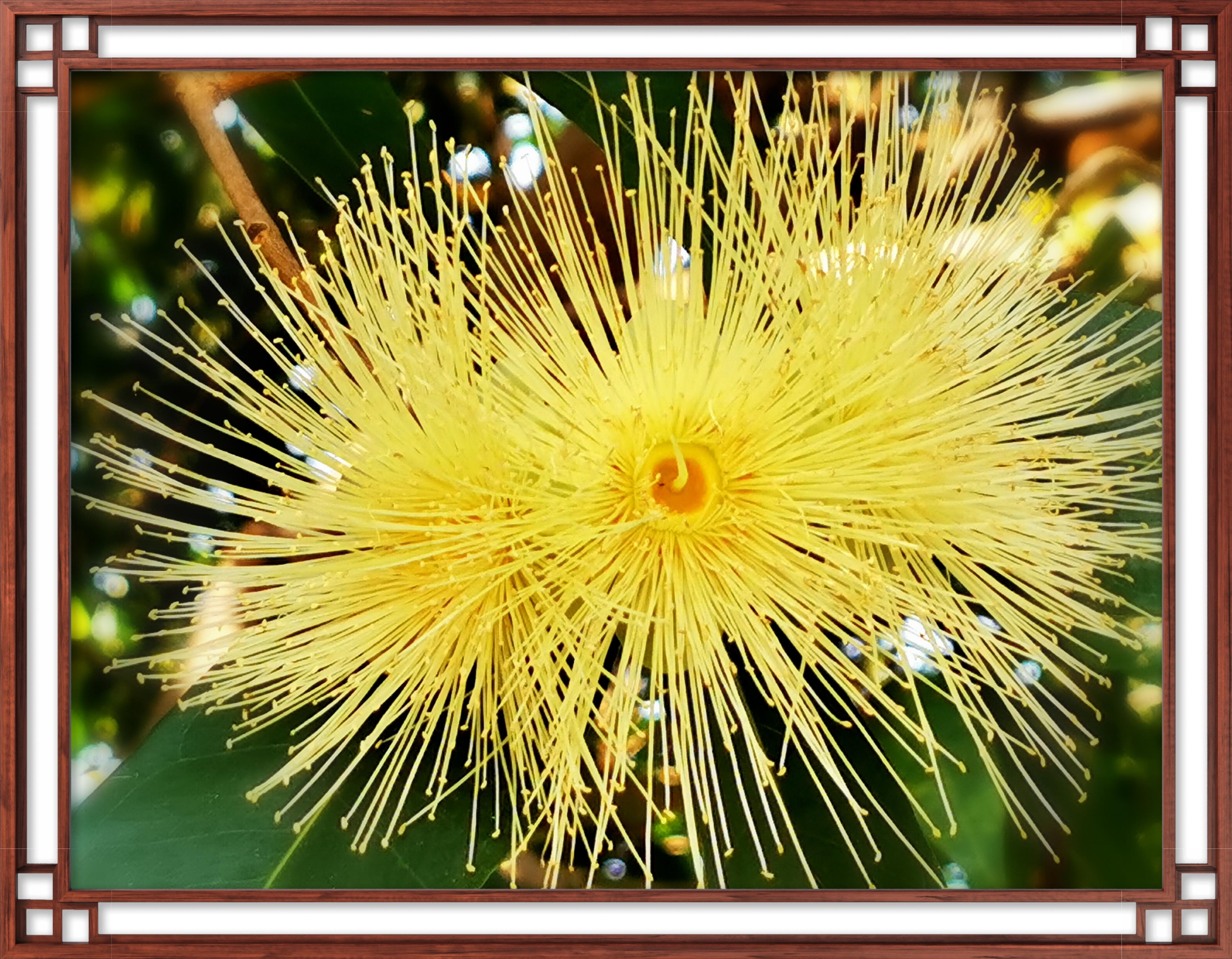 jambos            桃金娘科 蒲桃属             别名:水晶蒲桃