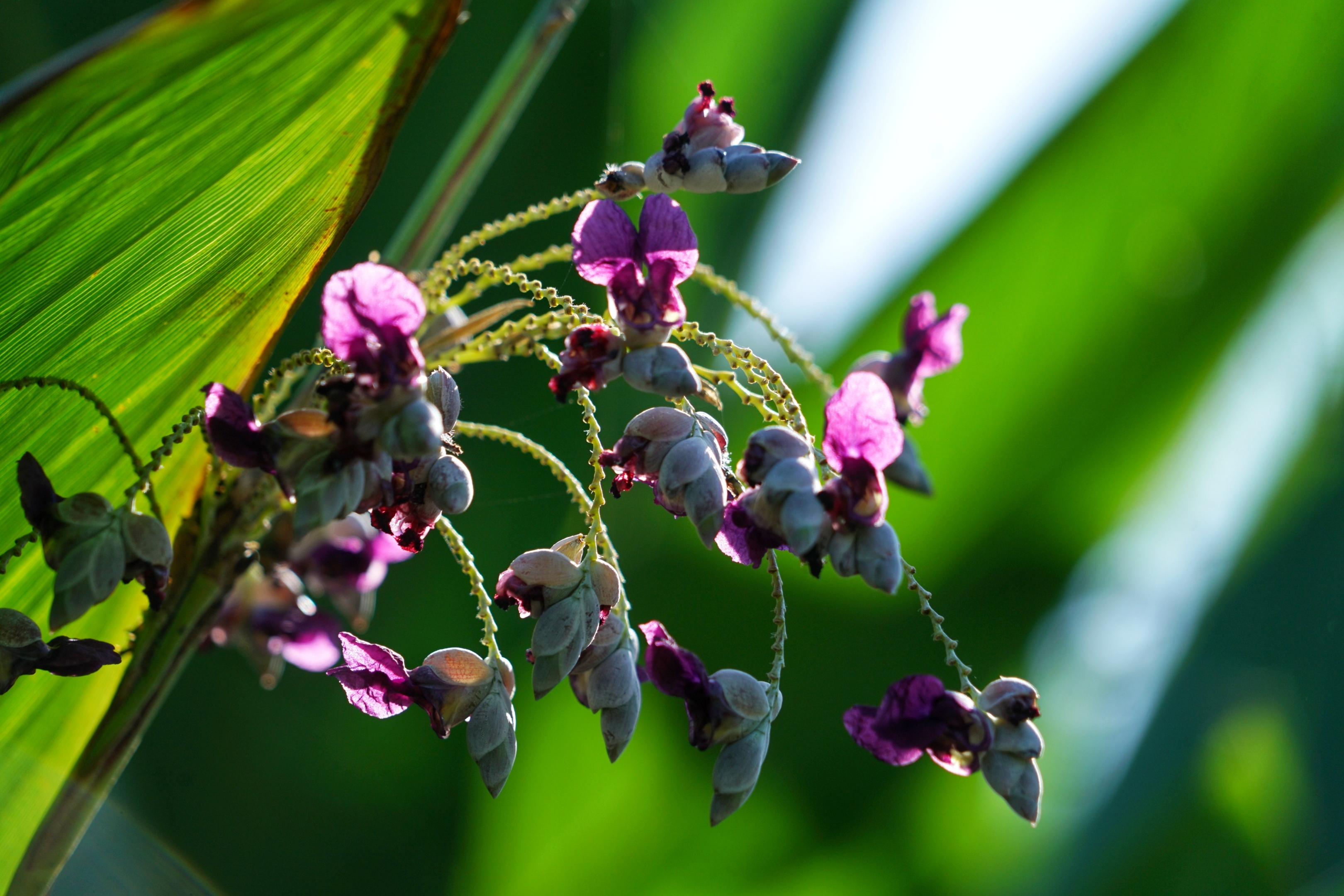 清新可人再力花