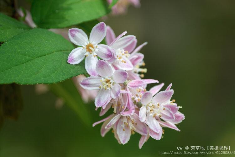 首發溲疏花