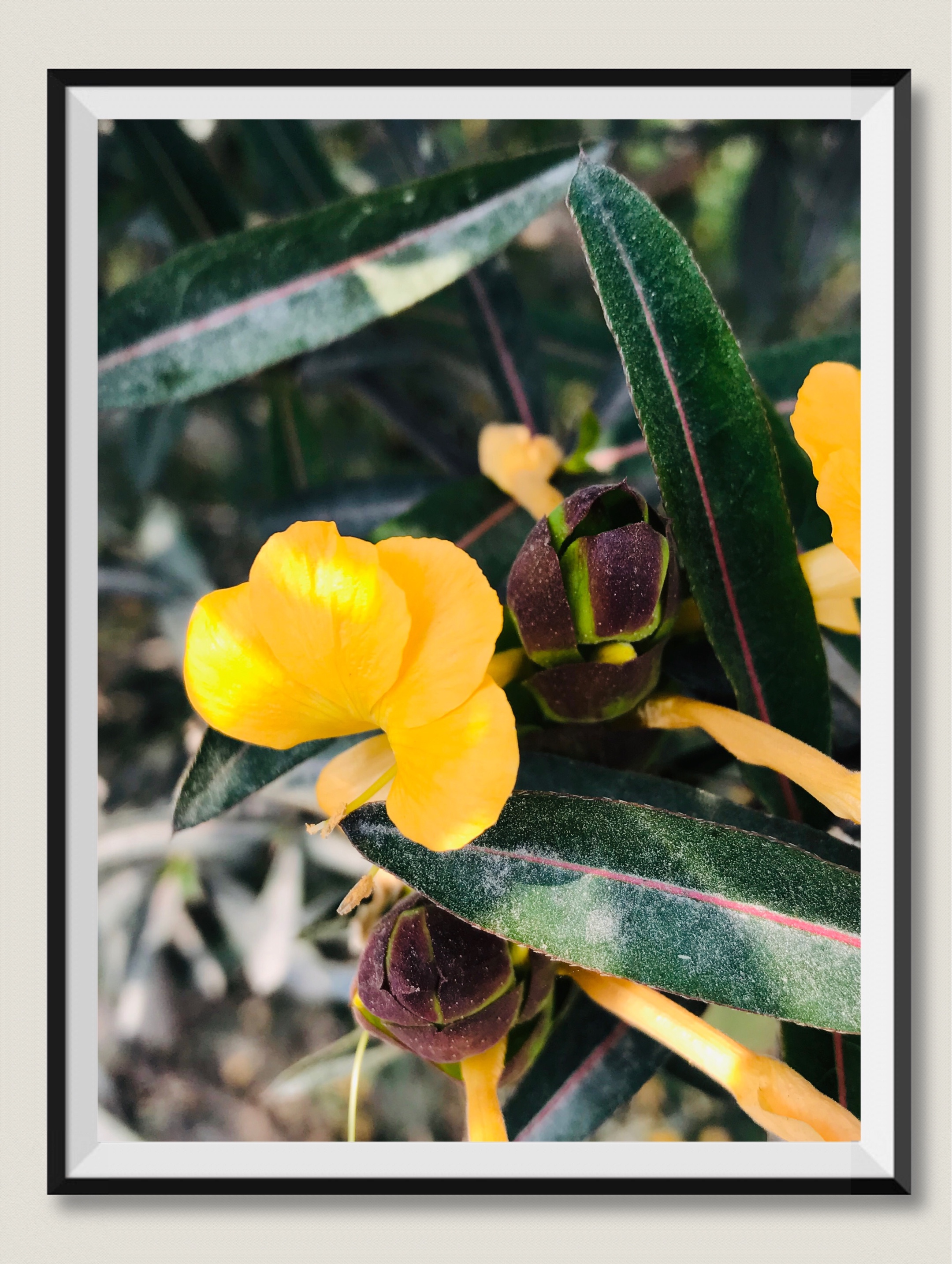 假杜鹃【vv首发】