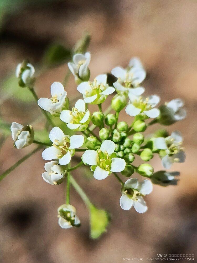 荠菜花首发