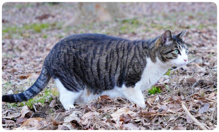 遇见乖乖的野花猫续集