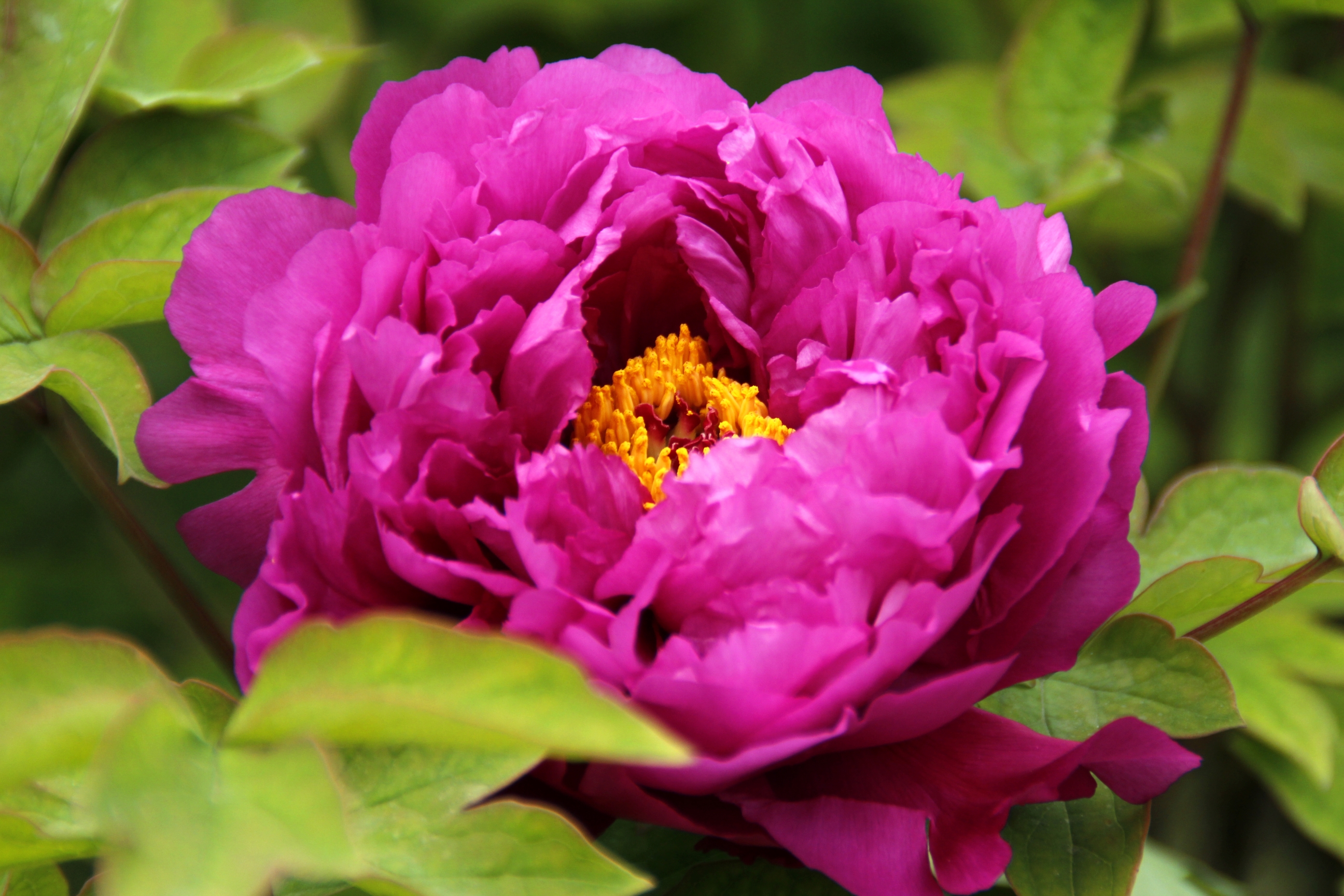 【首发】牡丹吐蕊任芬芳