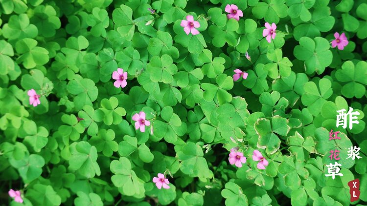 嫣然红花酢浆草首发