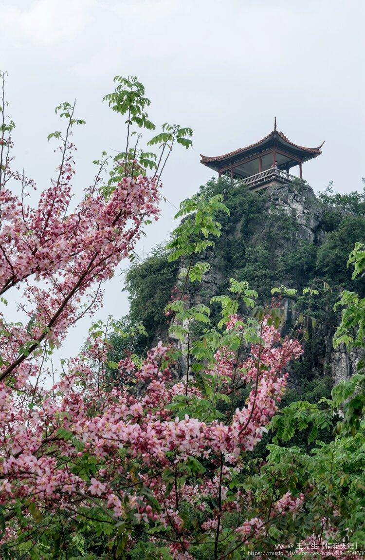 柳州龙潭公园,环境优雅,节荚决明花五月盛开.