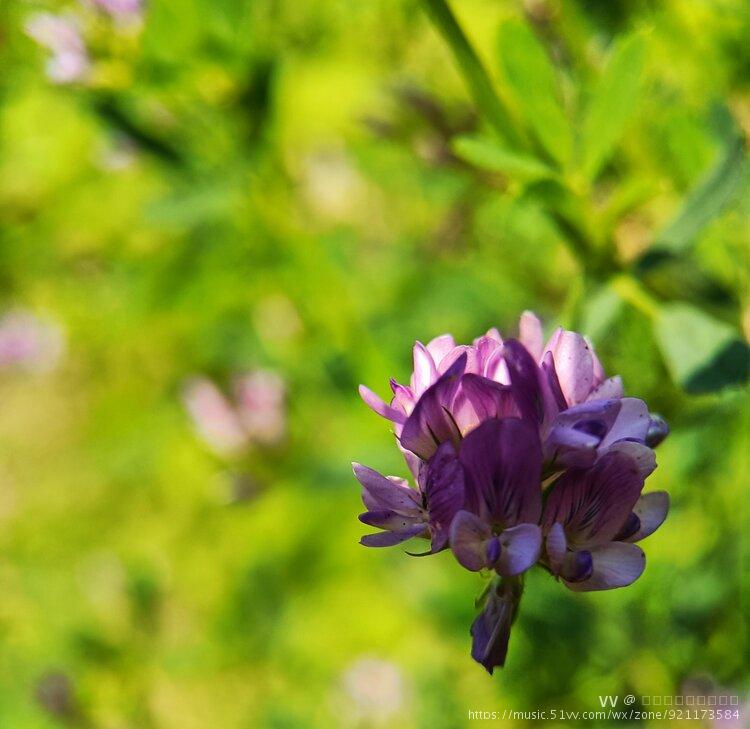 小苜蓿【首发】