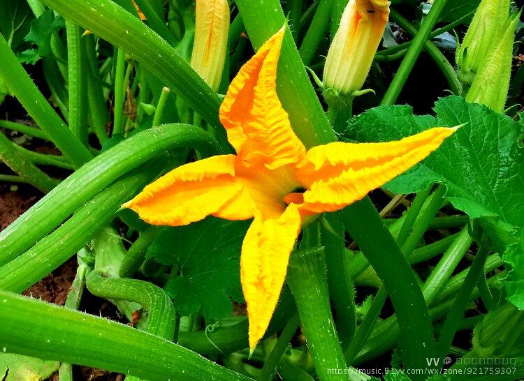 首发南瓜冬瓜西葫芦花