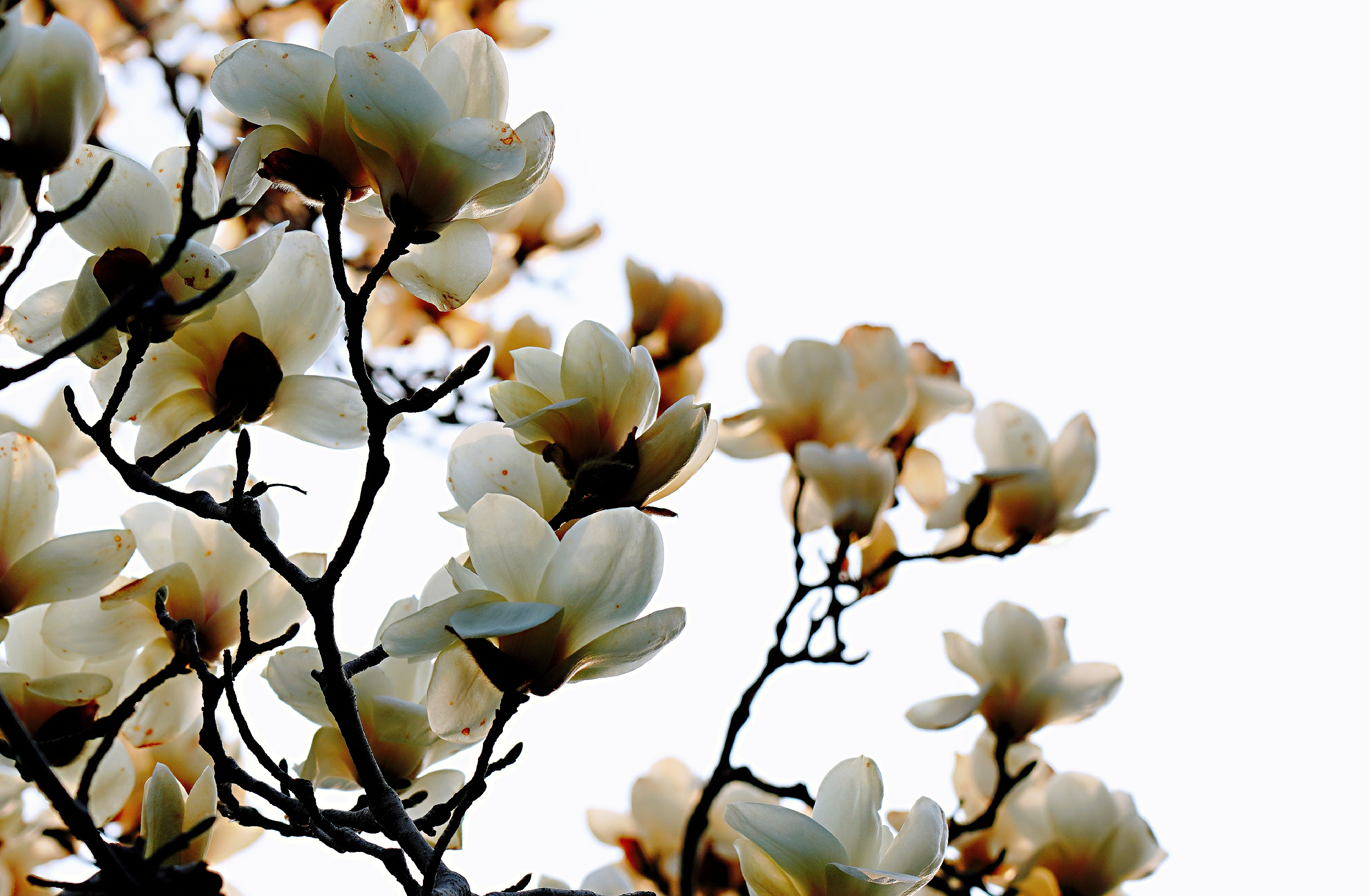 玉兰花香【原创首发】