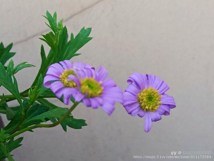 紫苑,别名紫茜,返魂草.味苦无毒.