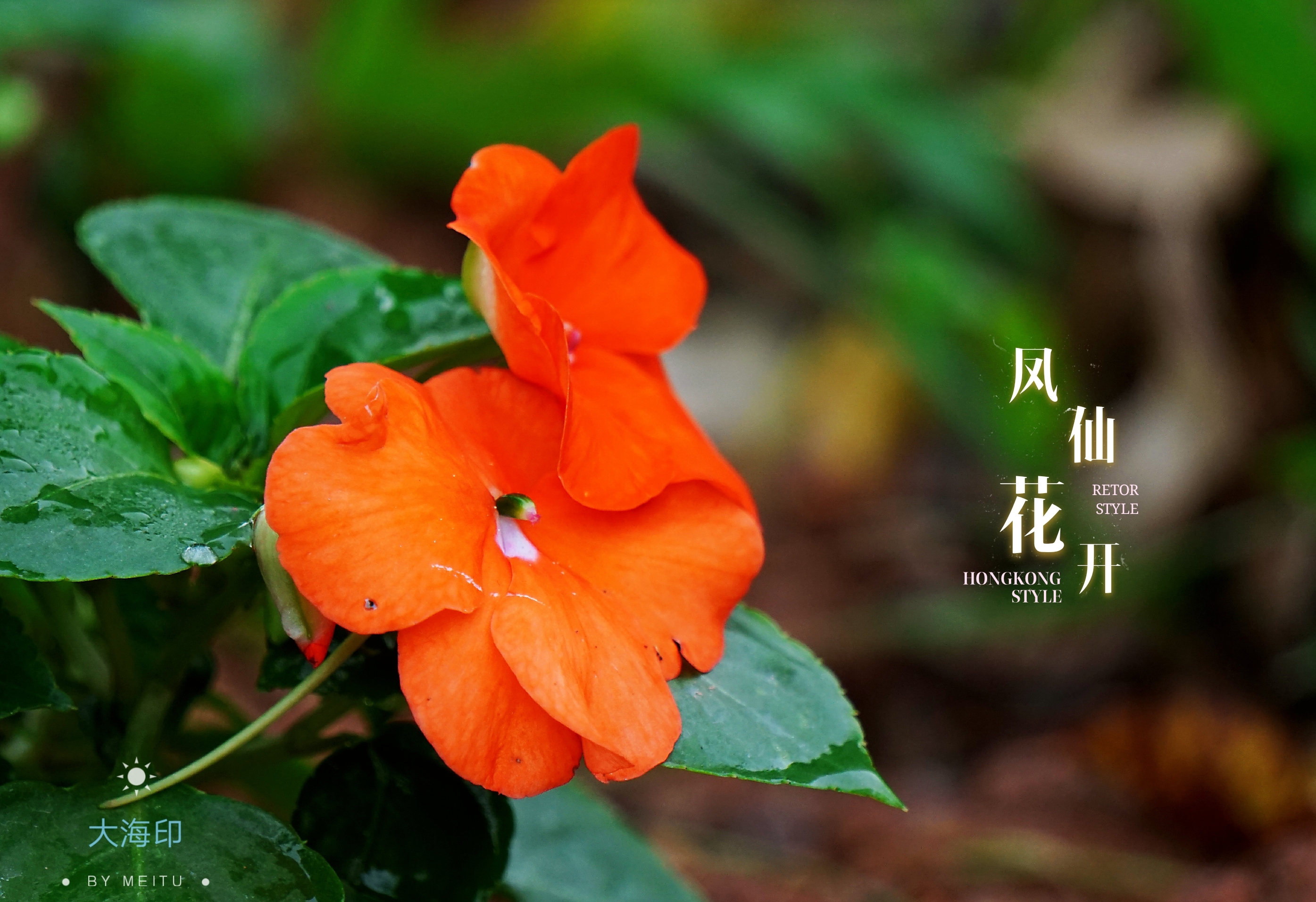 凤仙花开了(vv首发)