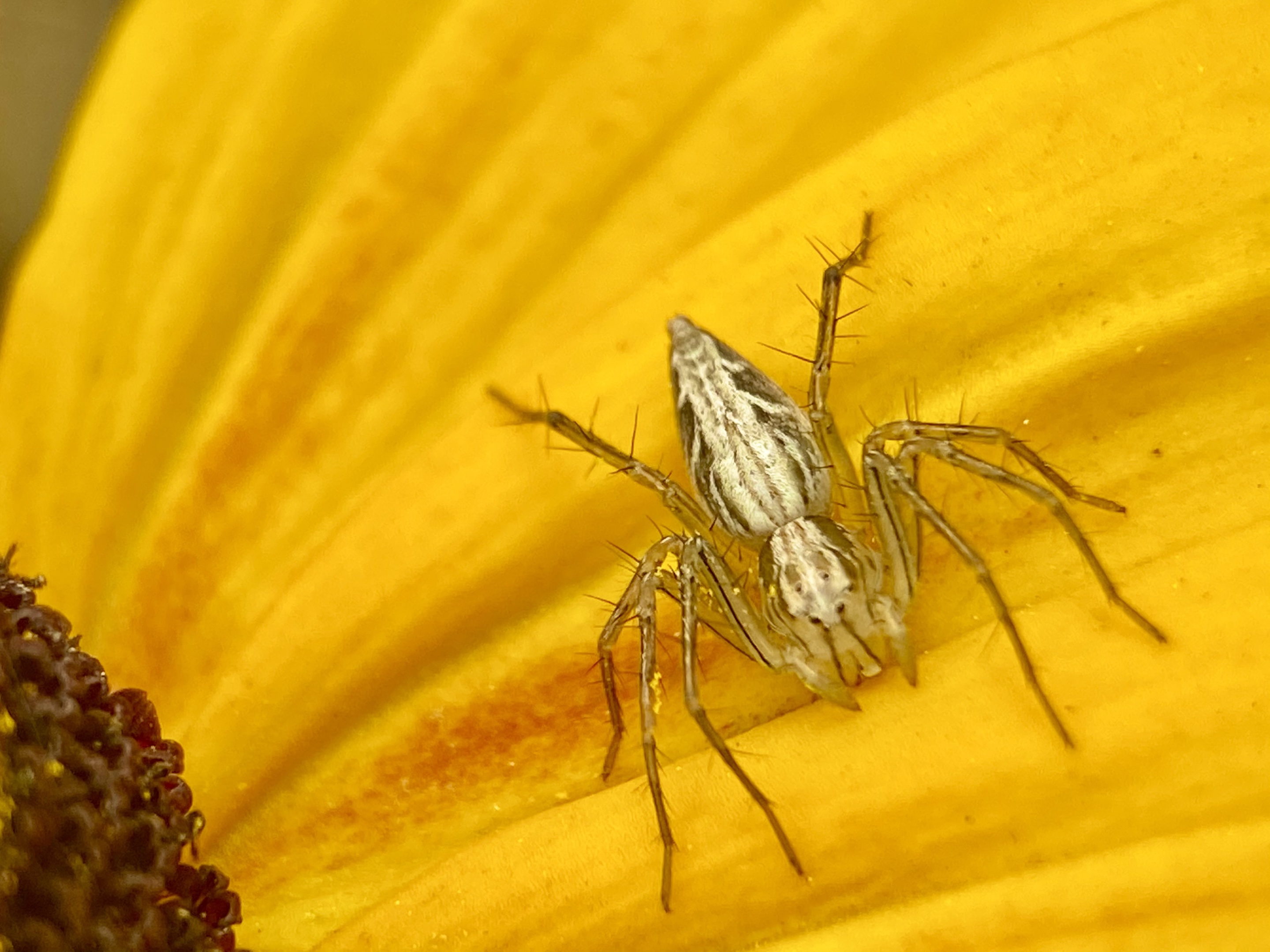 【首发】微距昆虫～拉蒂松猫蛛(四)