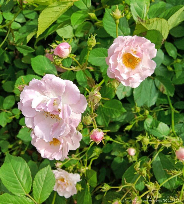 薔薇科 rosaceae · 薔薇屬 rosa拉丁名