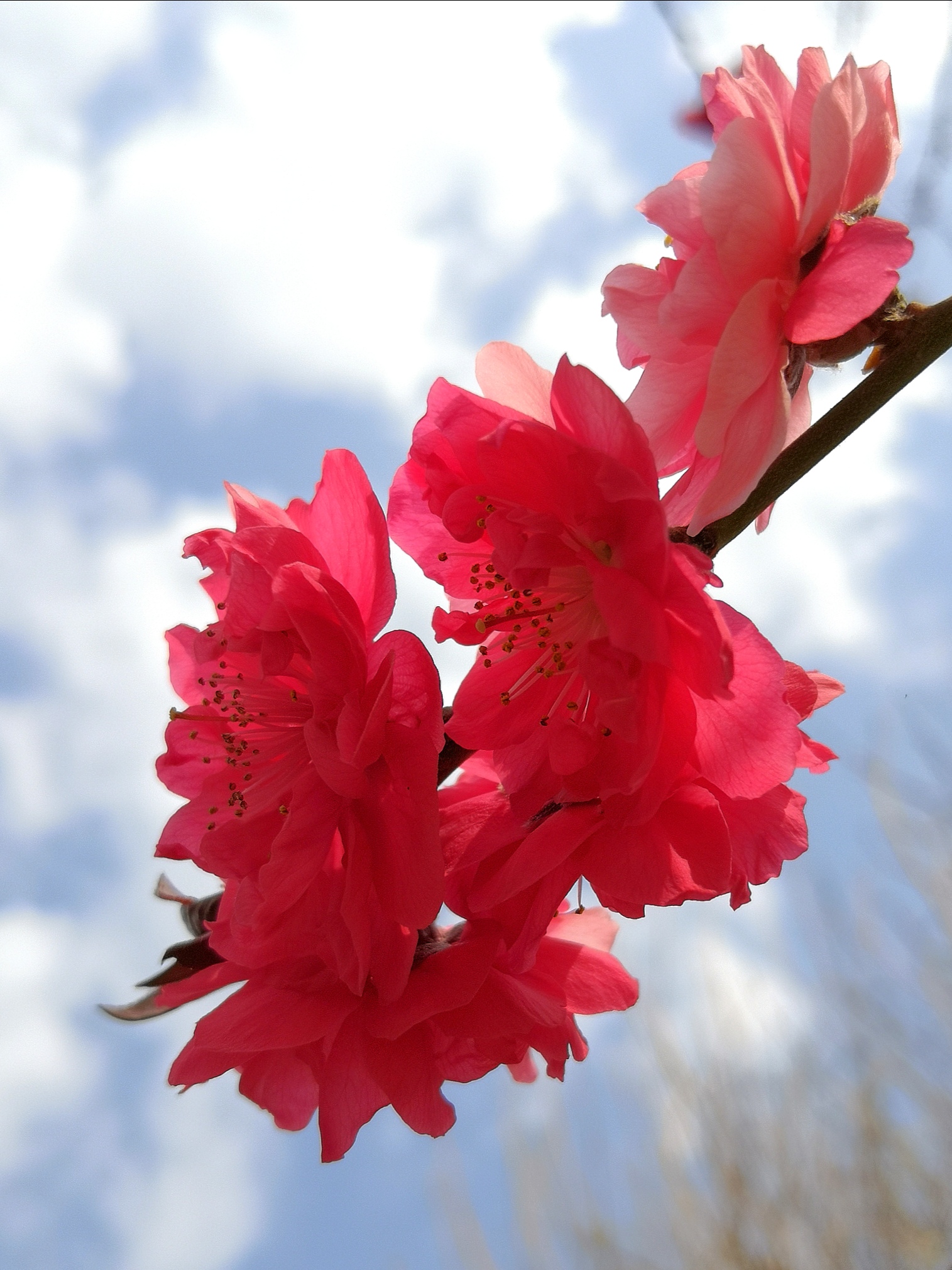 碧桃花【首发】