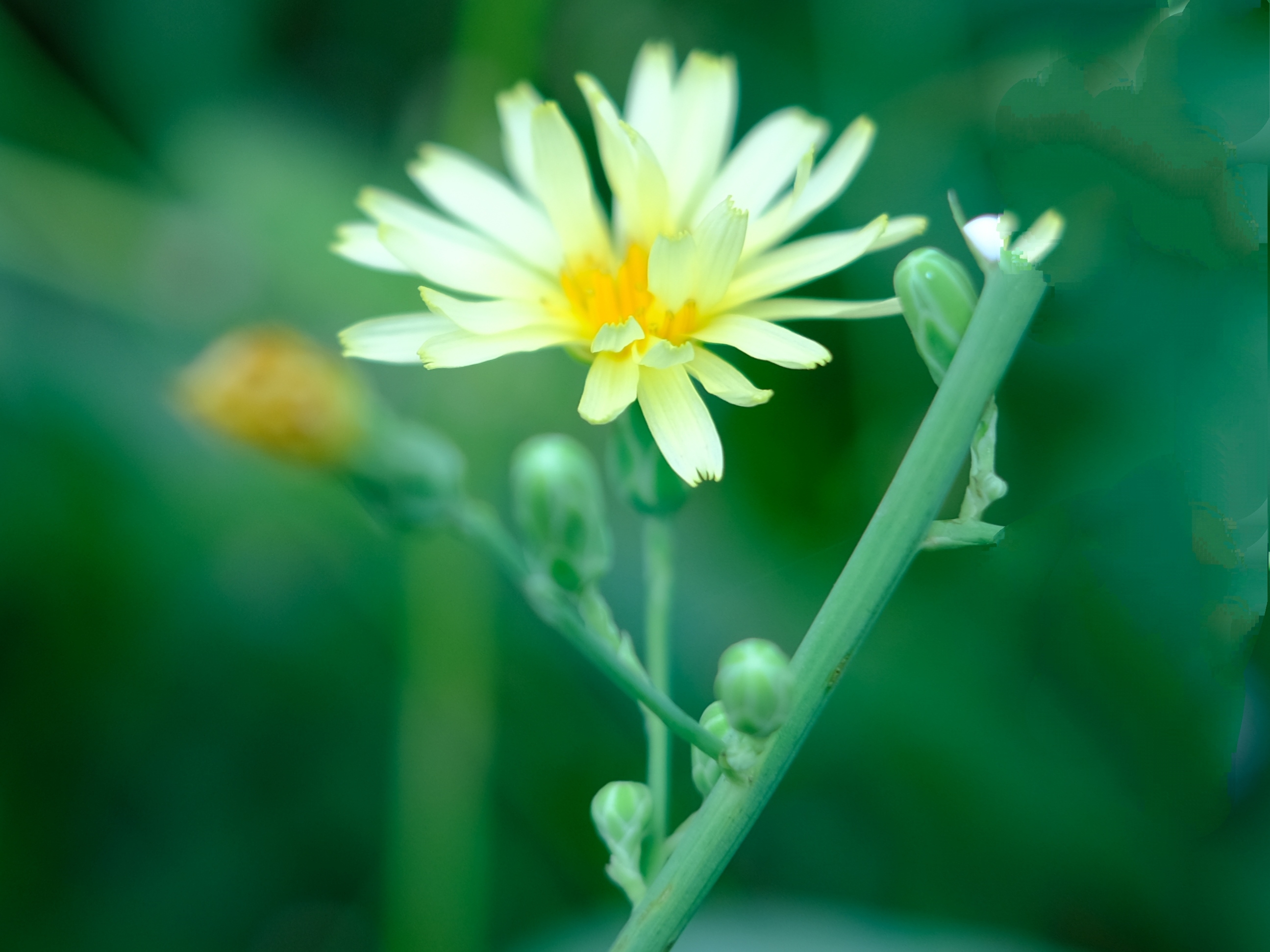 竹籬牆角野菊花