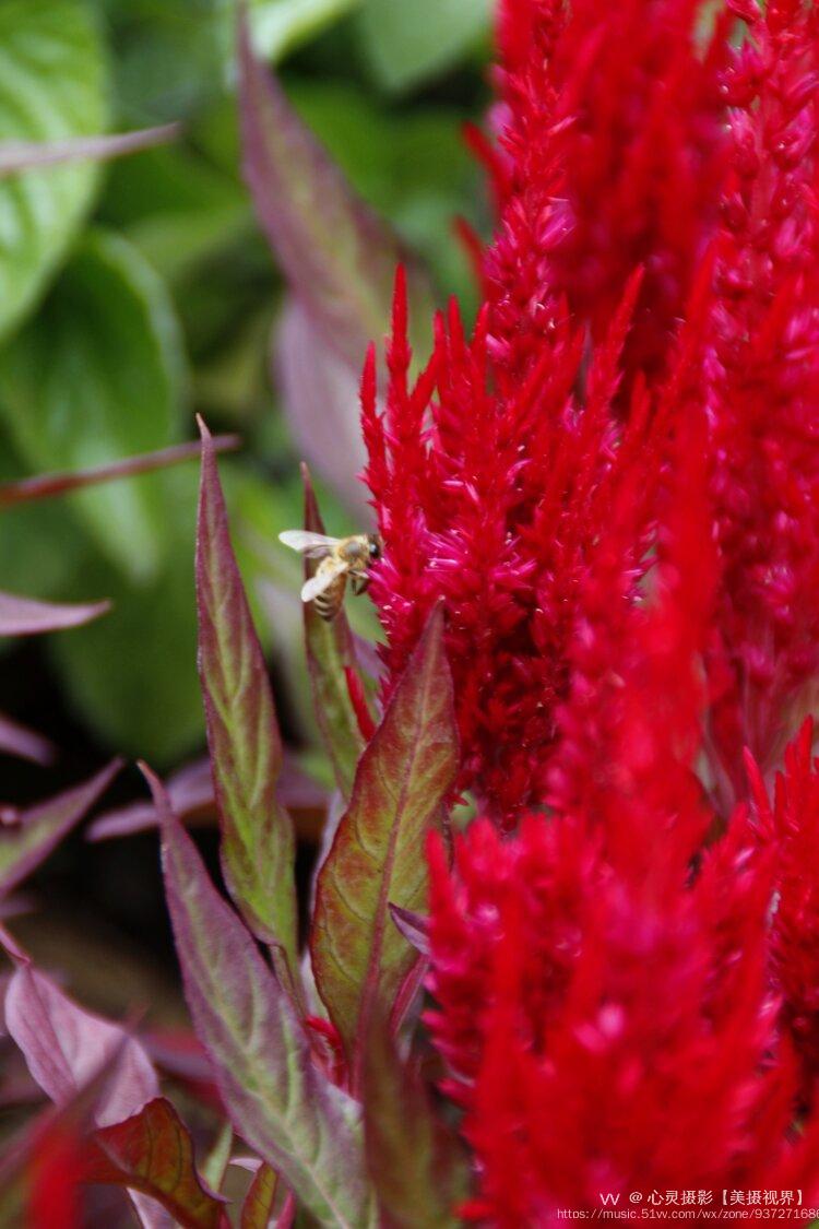 首发凤尾鸡冠花