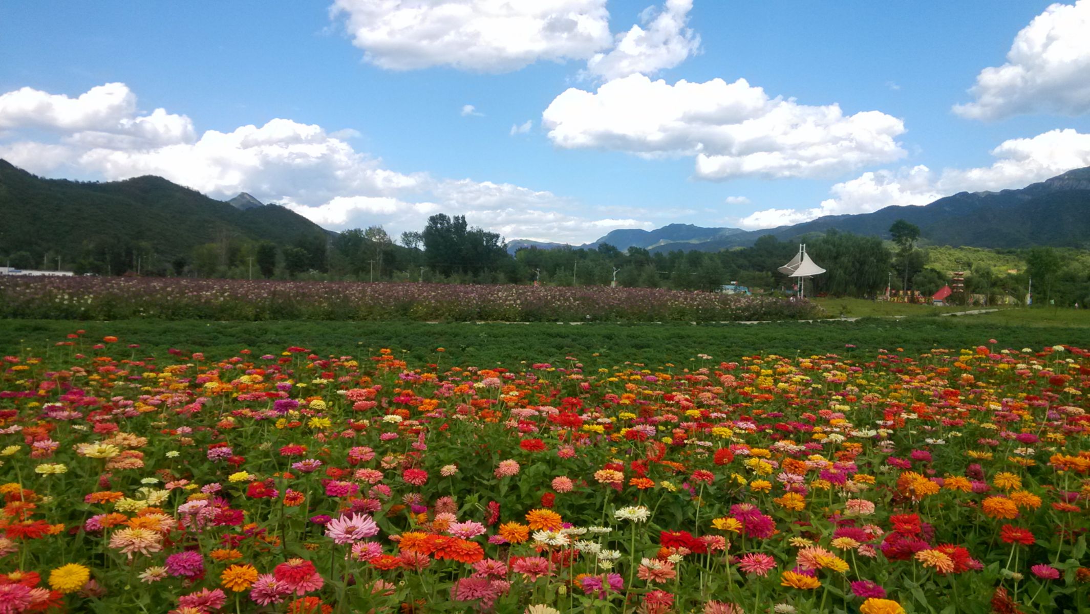 5mm   iso:103  青山绿水间,数千亩鲜花铺展开来,姹紫嫣红,农田变花园