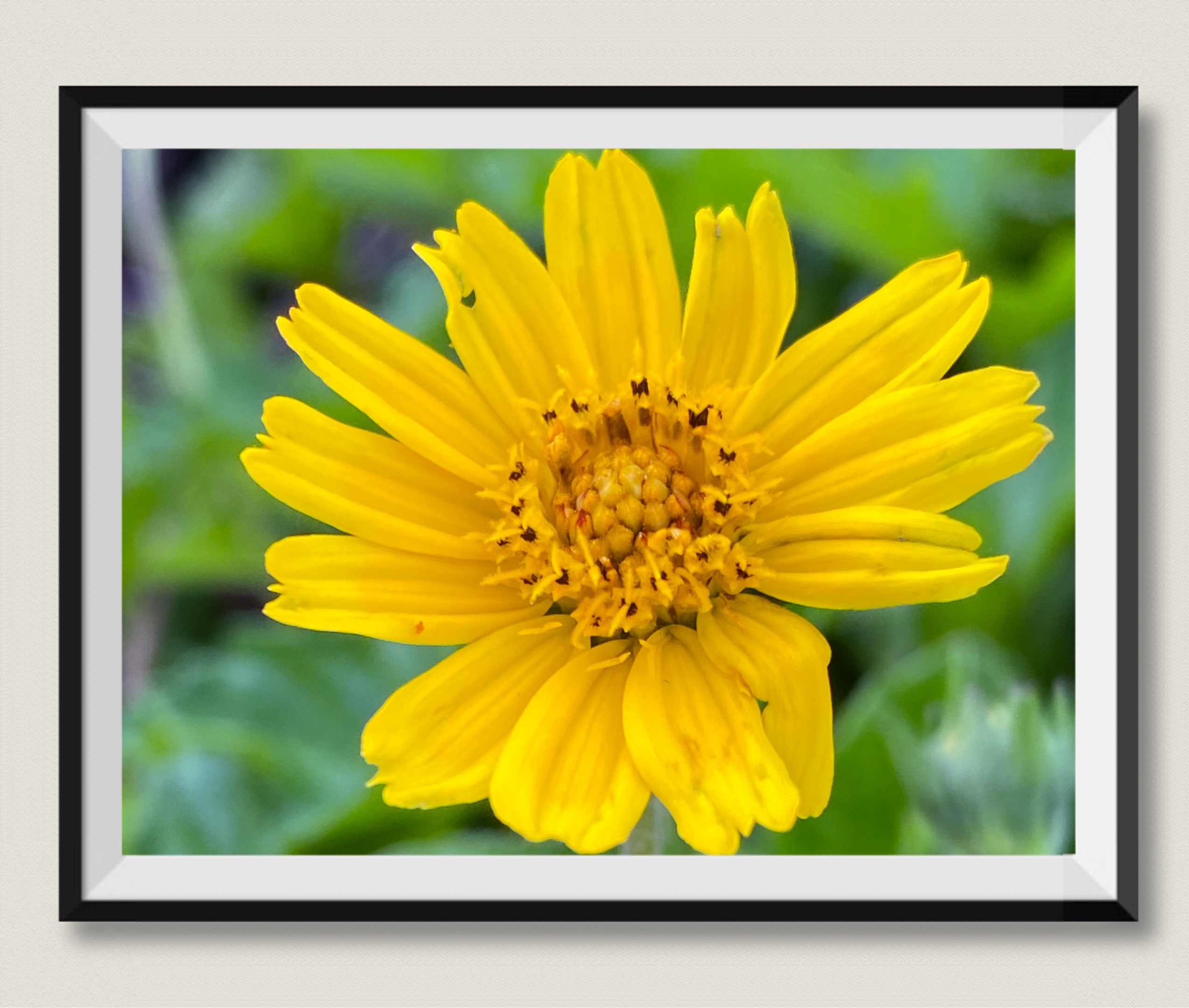 蟛蜞菊【首发】