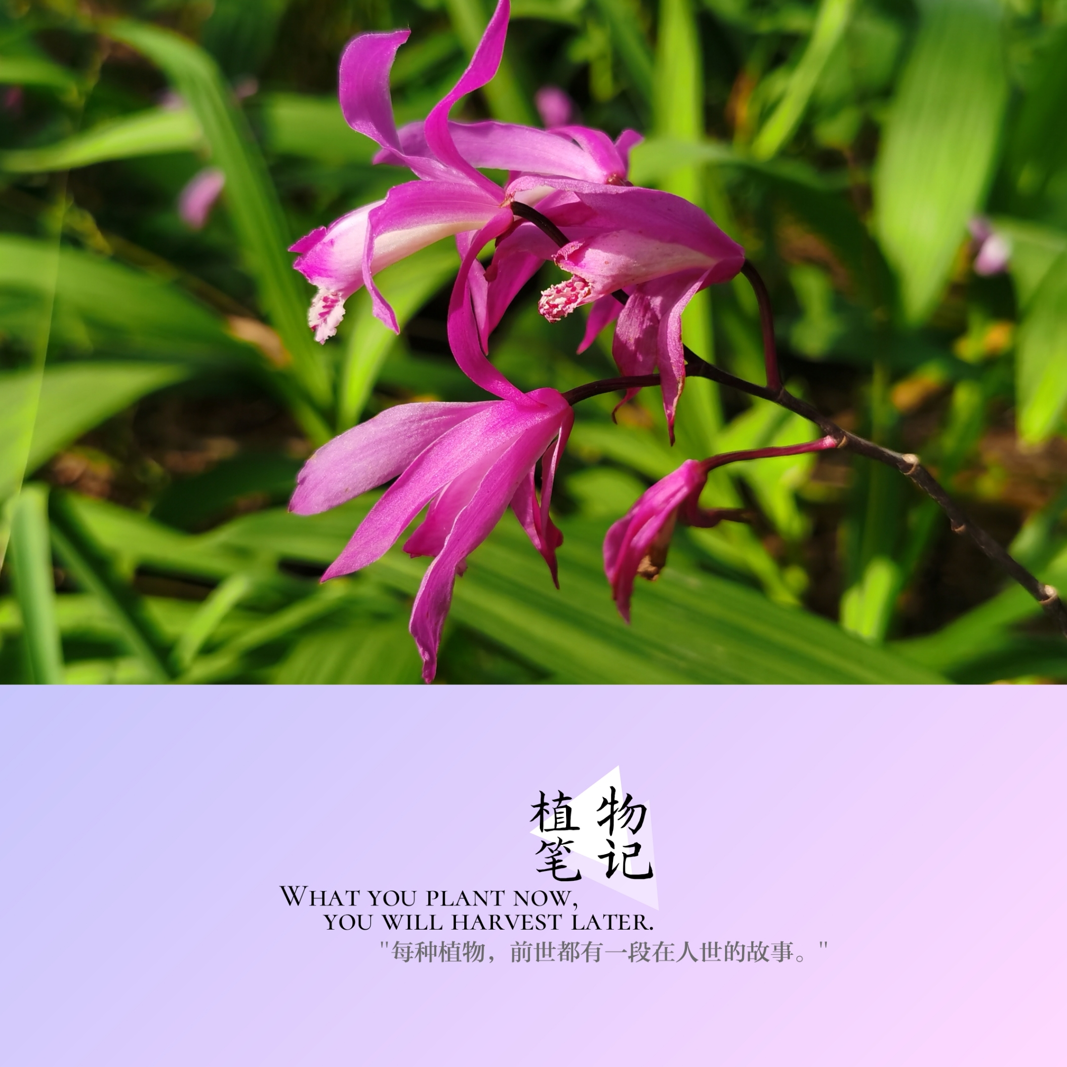 白及,又叫白芨,百草之王.