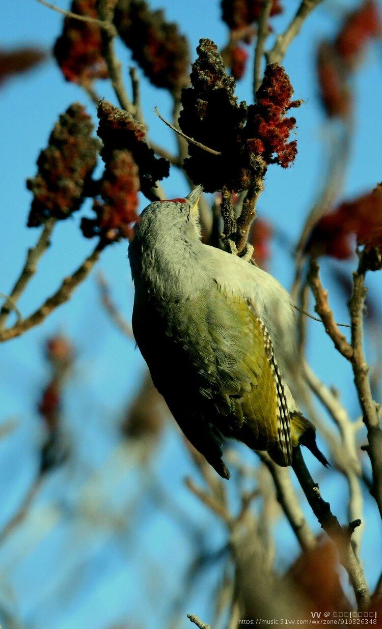灰头绿啄木鸟在冬日首发