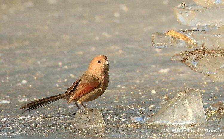 首發鳥名九