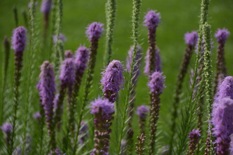 怡静宜人神鞭菊首发