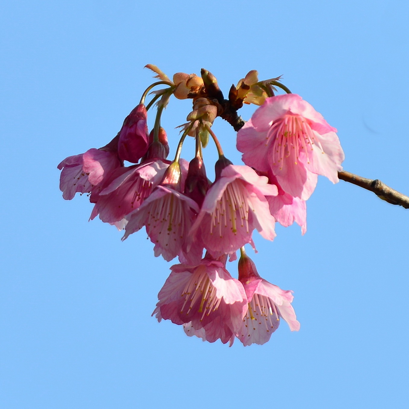 【首发】优雅微笑寒绯樱