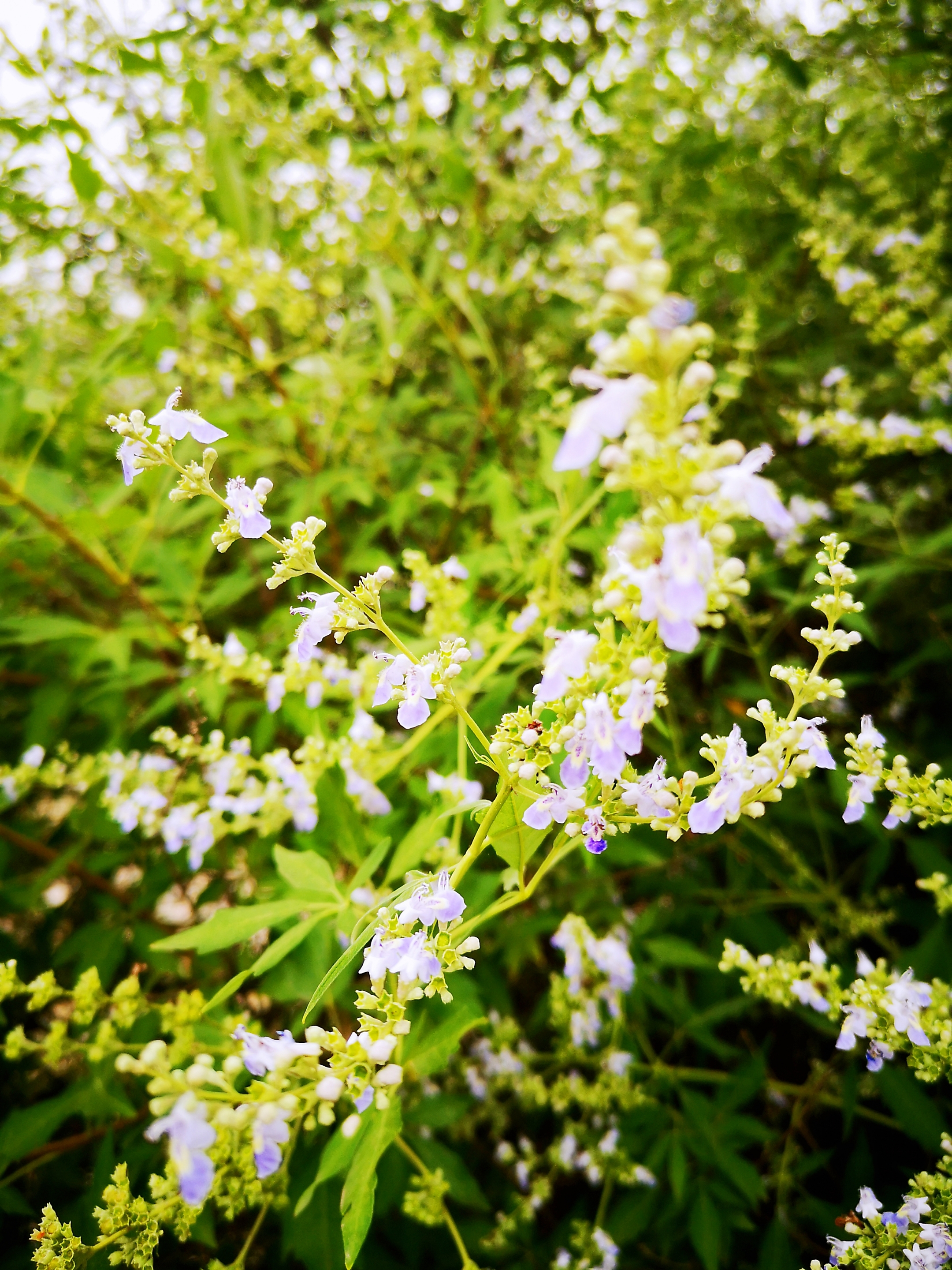 摄影//首发【又见荆条花开】