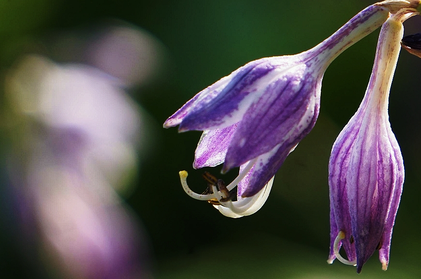 紫萼花开紫色浪漫