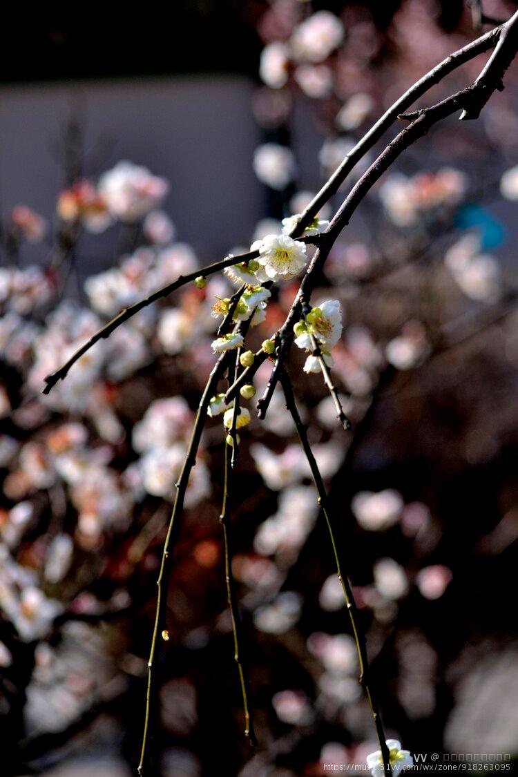 梅花系列一双碧垂丝梅首发