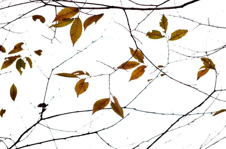 赤肚榆叶的凋零(首发)