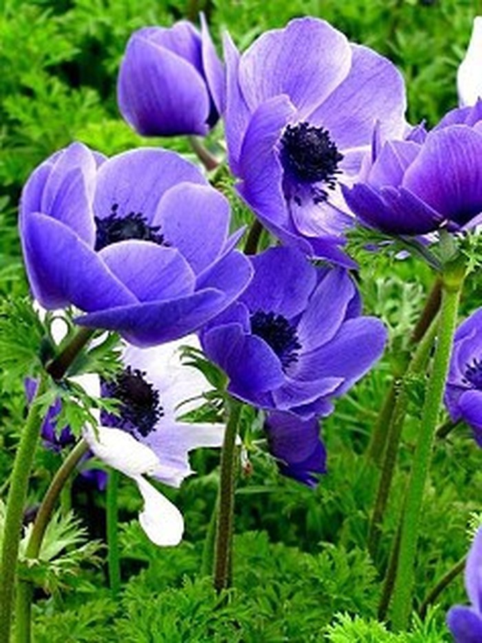 饱含着对生命和爱情的翩翩向往饱含憧憬与希望悲苦而寂寞的阿莲莫莲啊