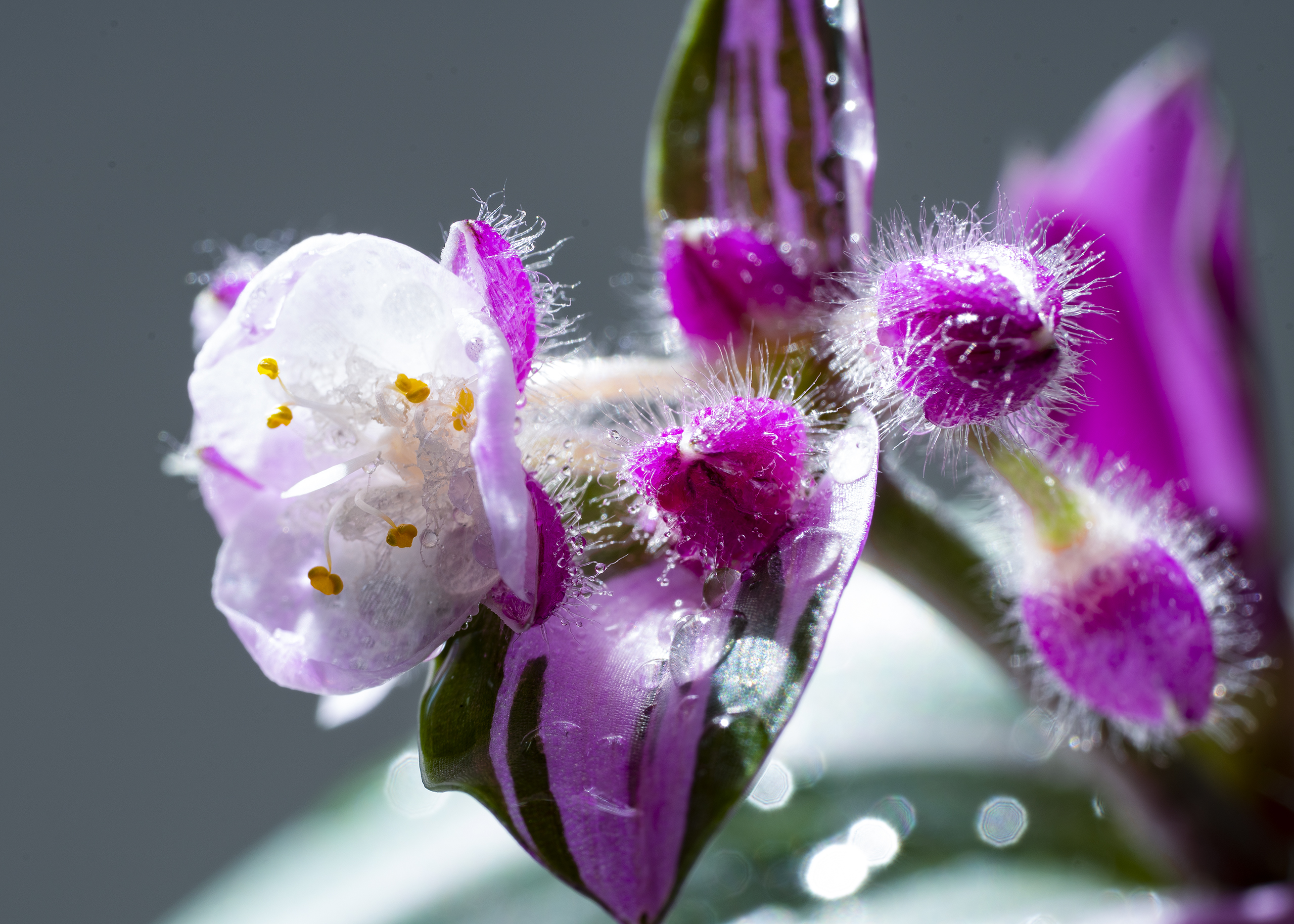 【首发】吊竹梅开花了