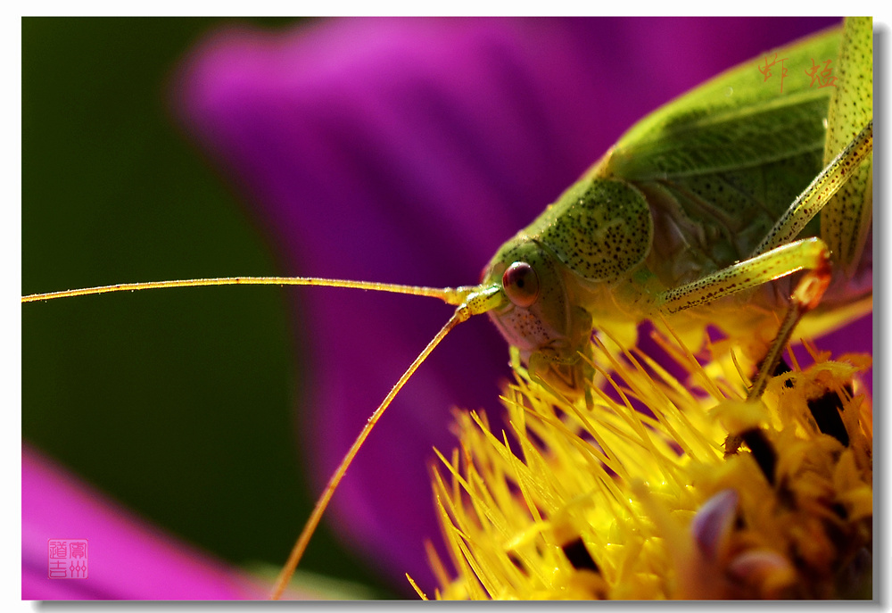 微距摄影～"蝈蝈"