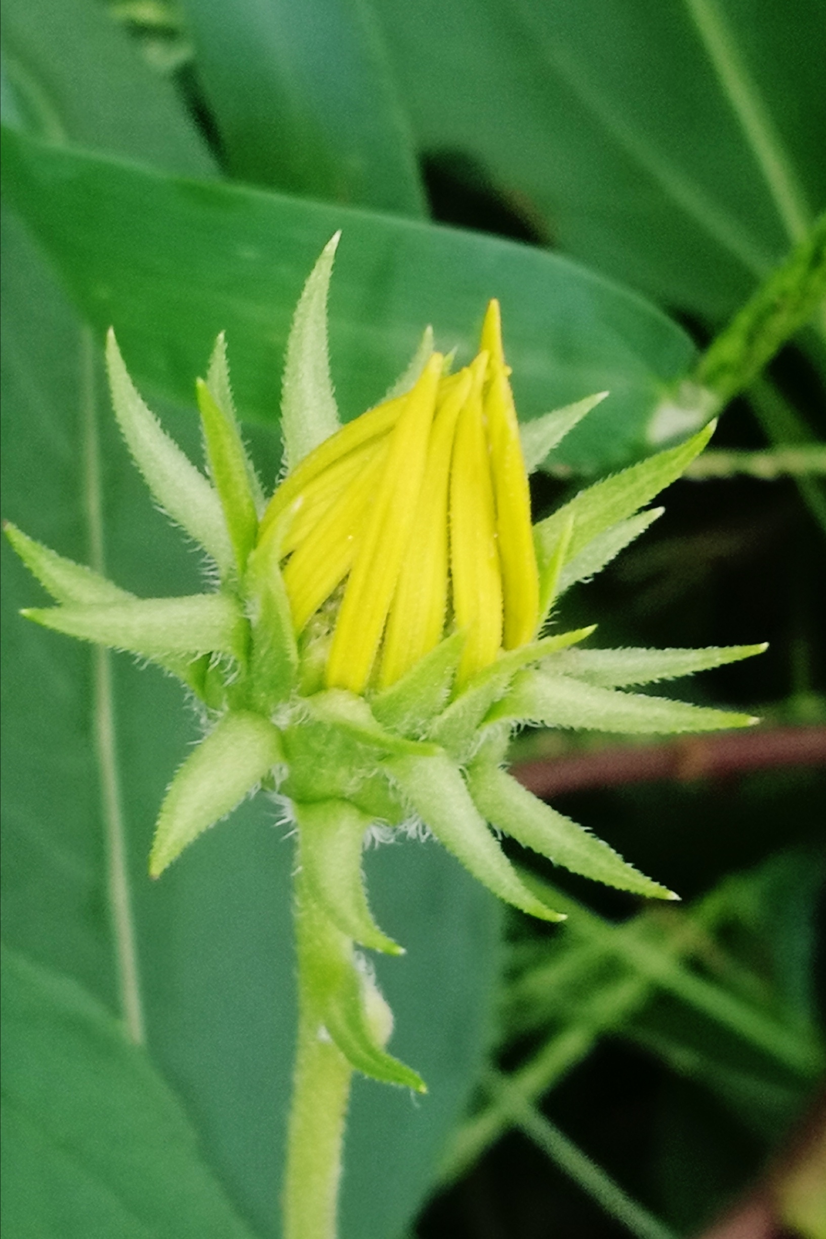 菊芋花开[摄影原创首发]