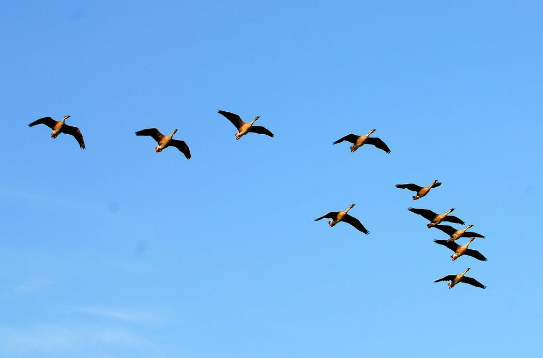 写给秋天的诗秋之音邬云峰文动天下管理诵读晚霞vv音乐首发