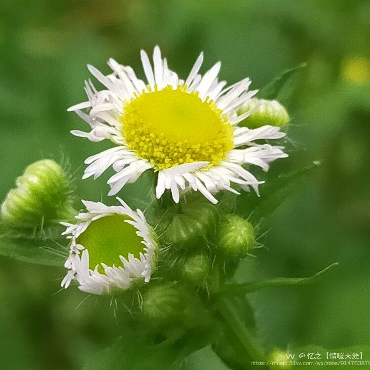 微距下的女菀摄影首发