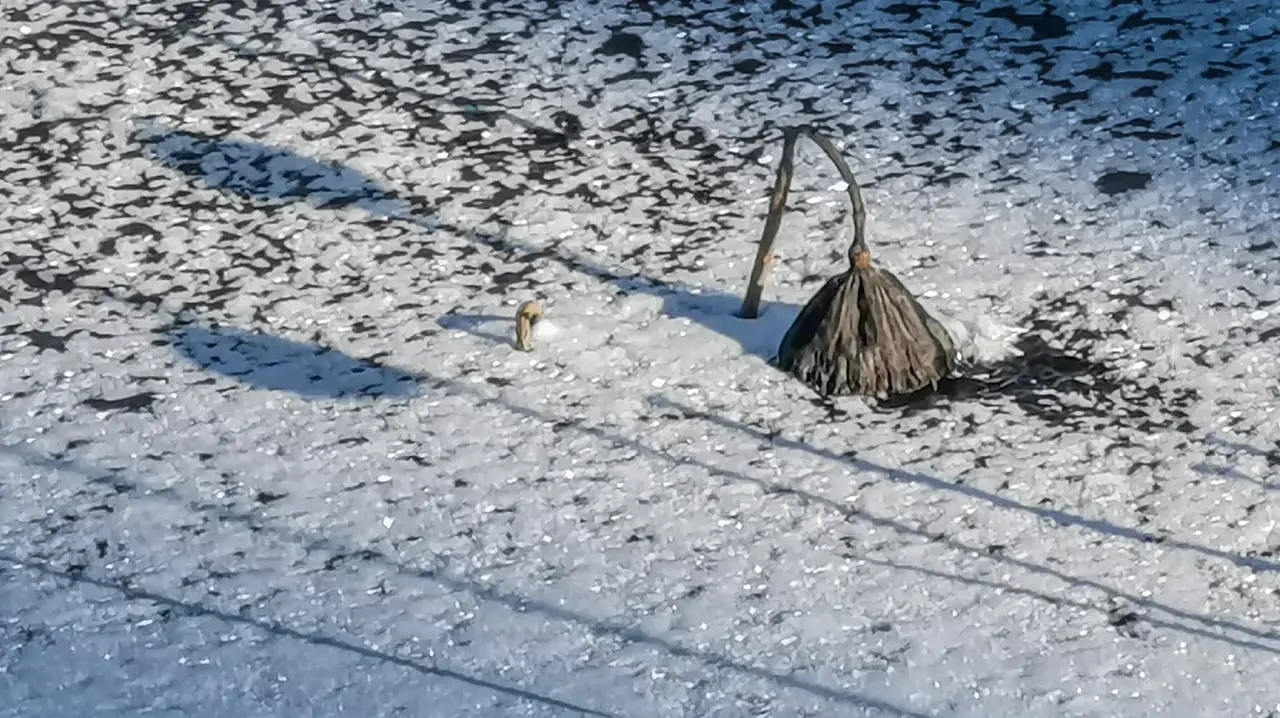 冰雪壓折樹枝 鳥獸躲進巢穴 爐火的微光暖不熱季節的冷 白雪 冰雨