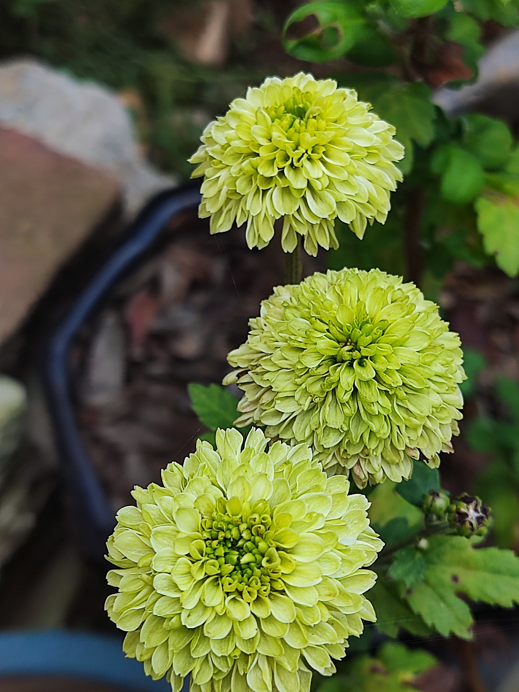 花中君子菊花