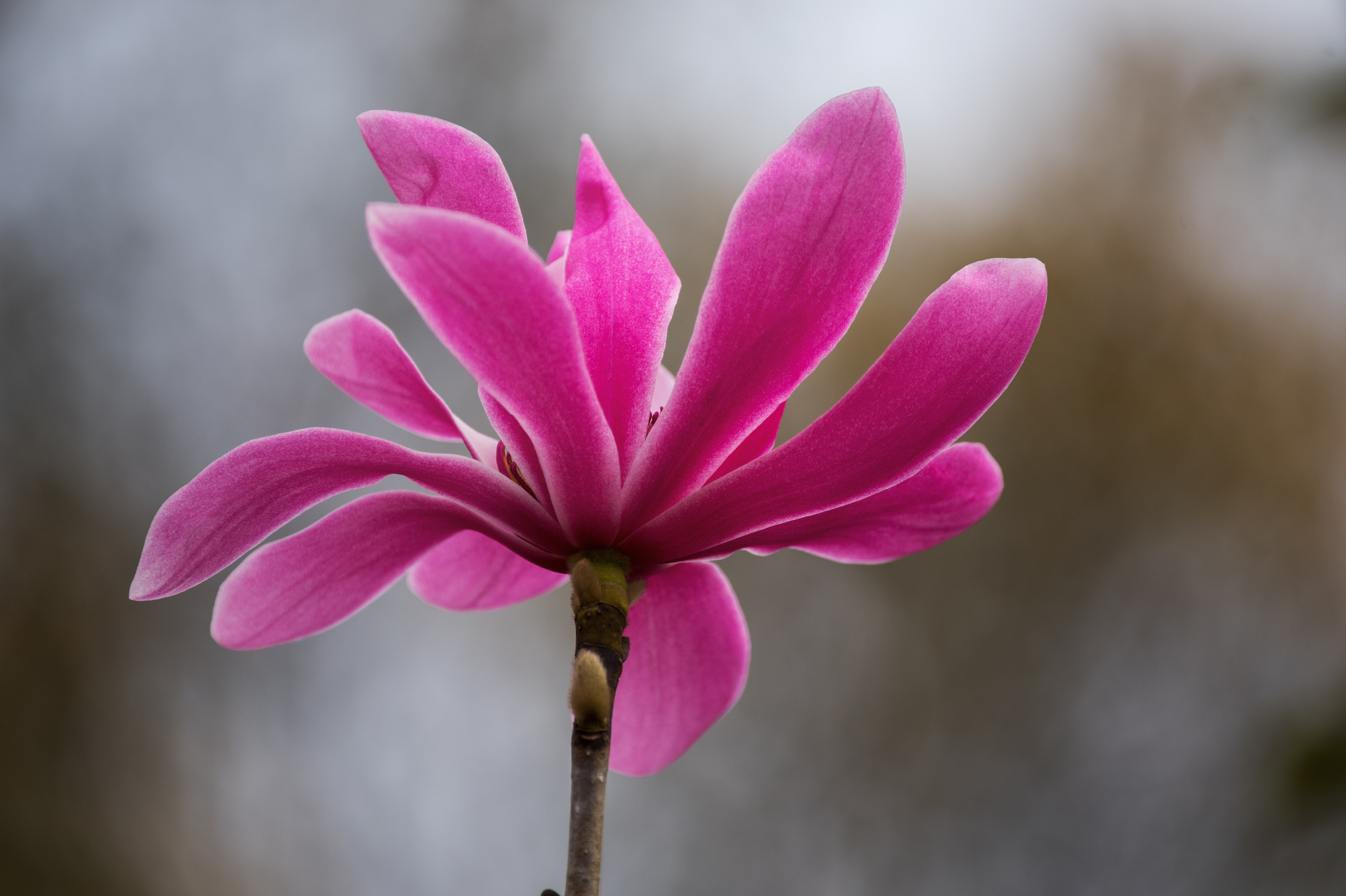 (首发)特红武当玉兰