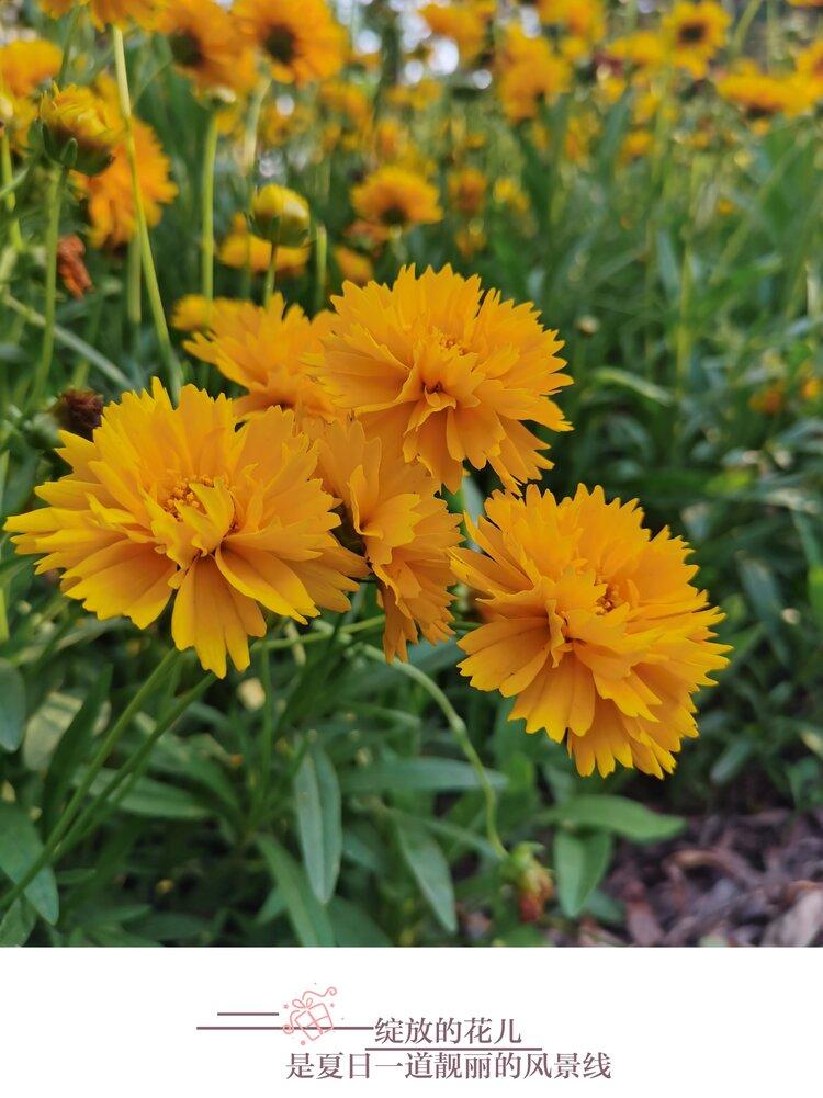 重瓣金鸡菊2原创首发