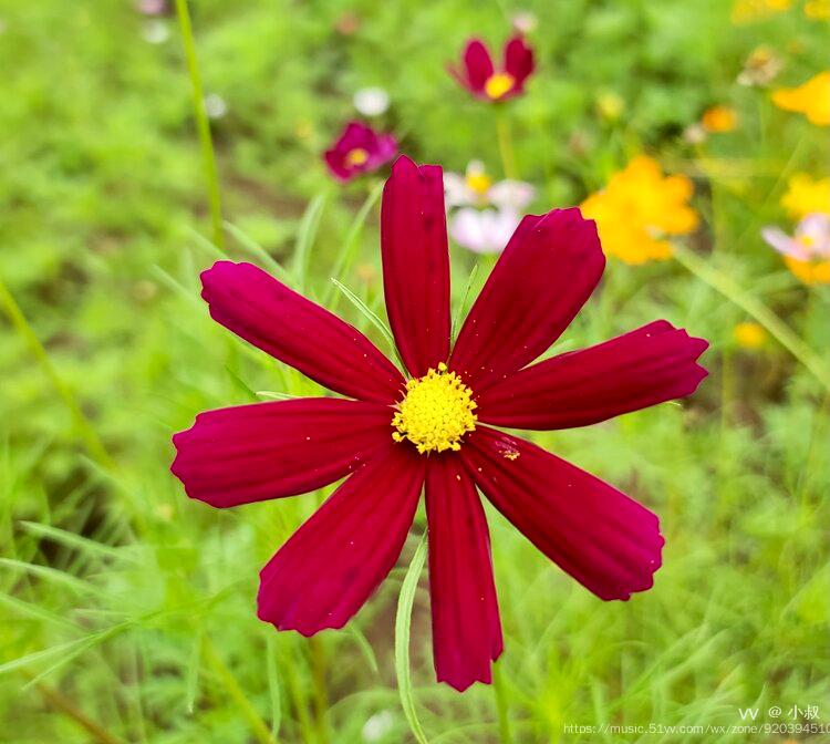 首发秋英花开一
