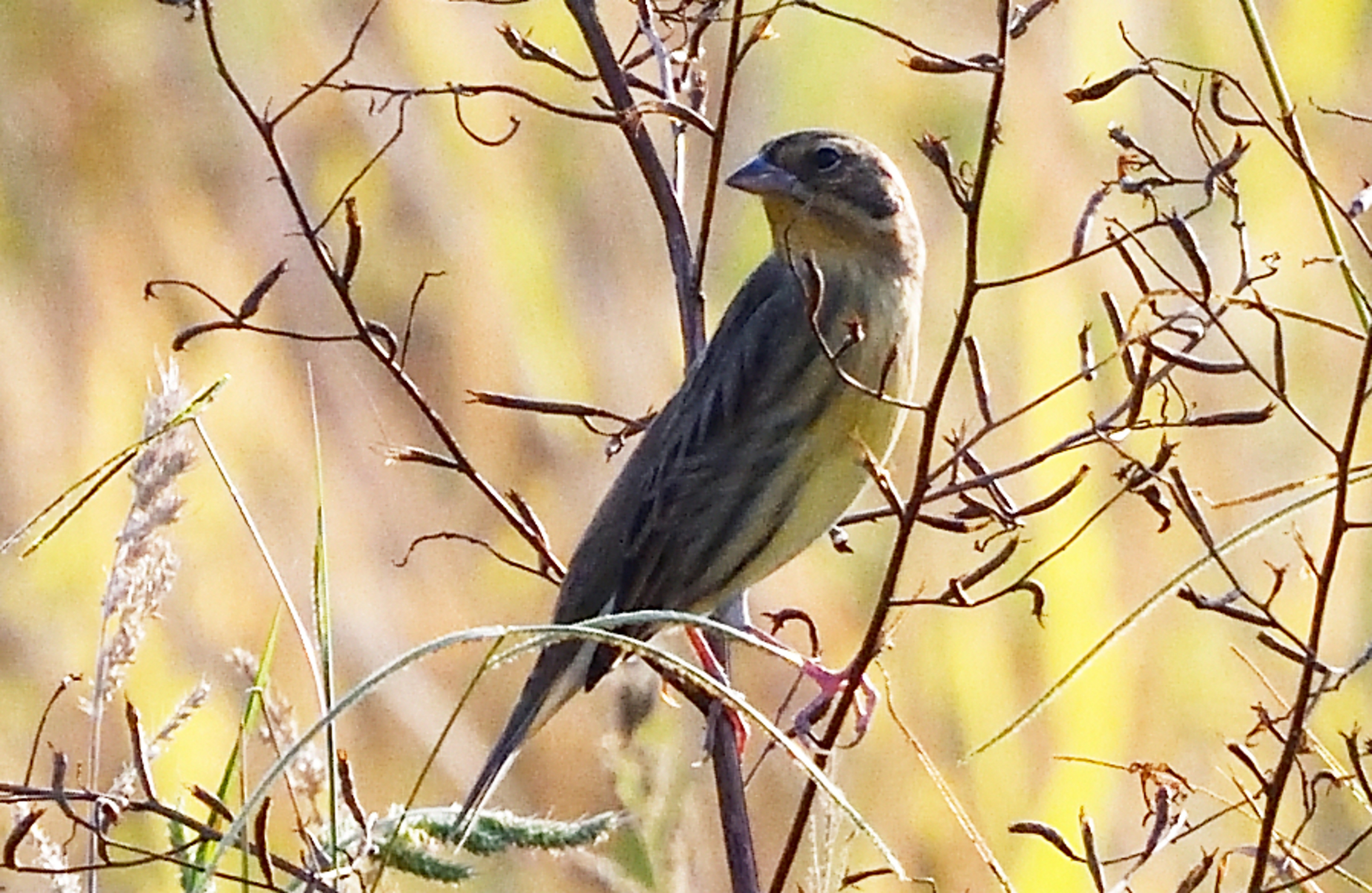 大吉沙鸟趣记录3《首发》