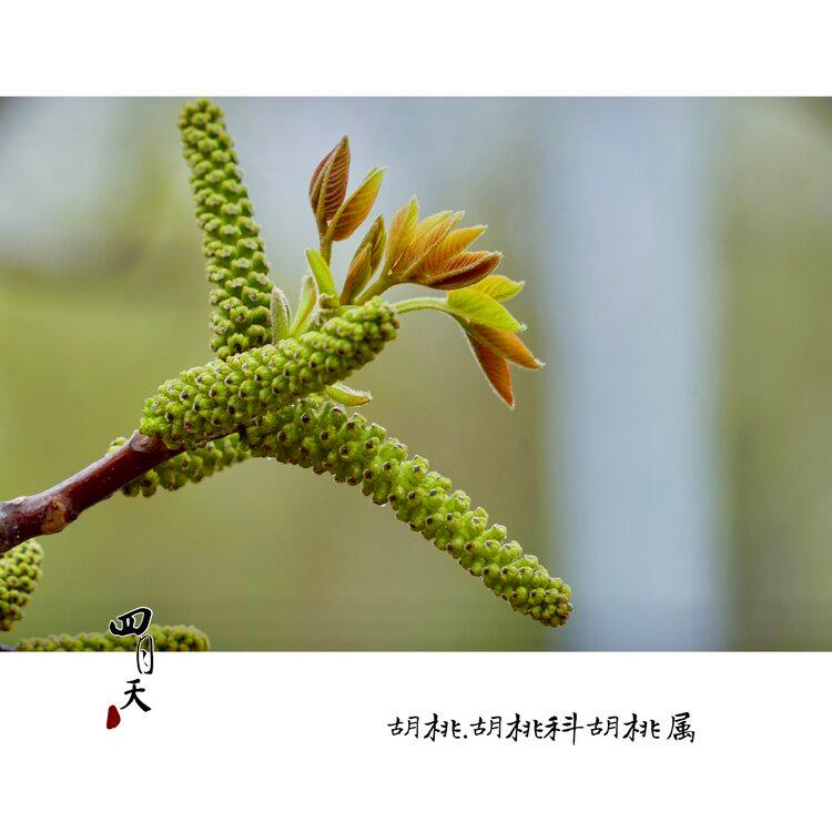 世界四大干果的胡桃,开出雌雄同株花[首发]