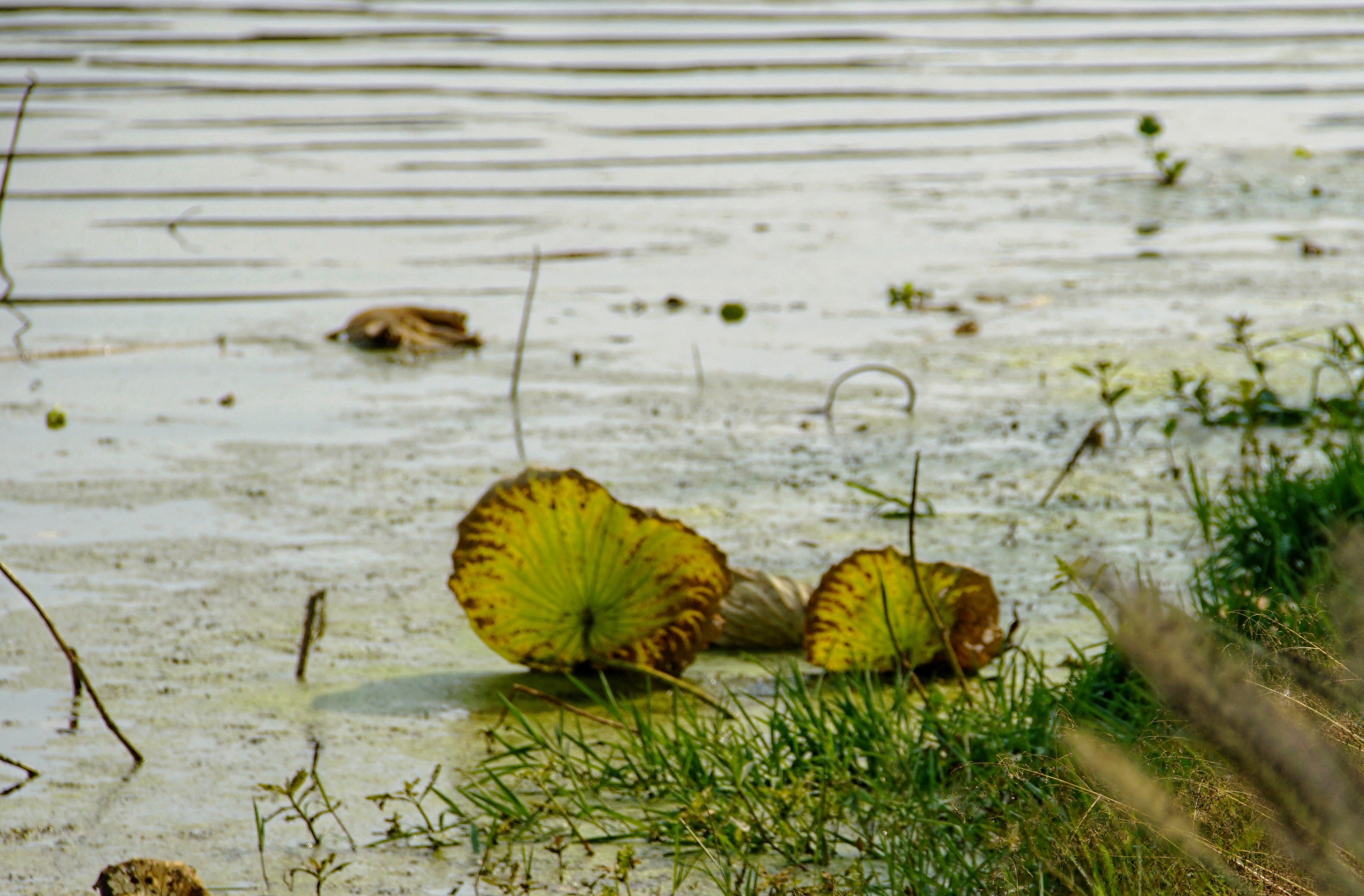 秋塘,浊水中的破败
