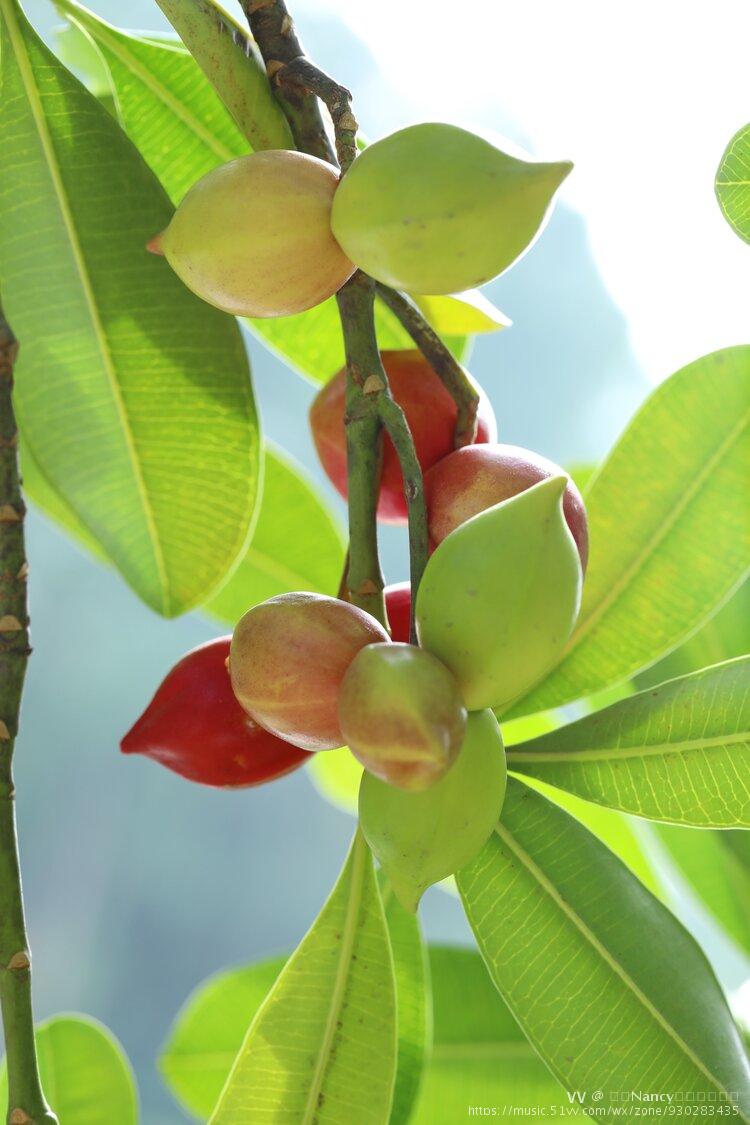 玫瑰木并非玫瑰花的枝干,玫瑰果亦并非是玫瑰花的果实,它是乔木植物