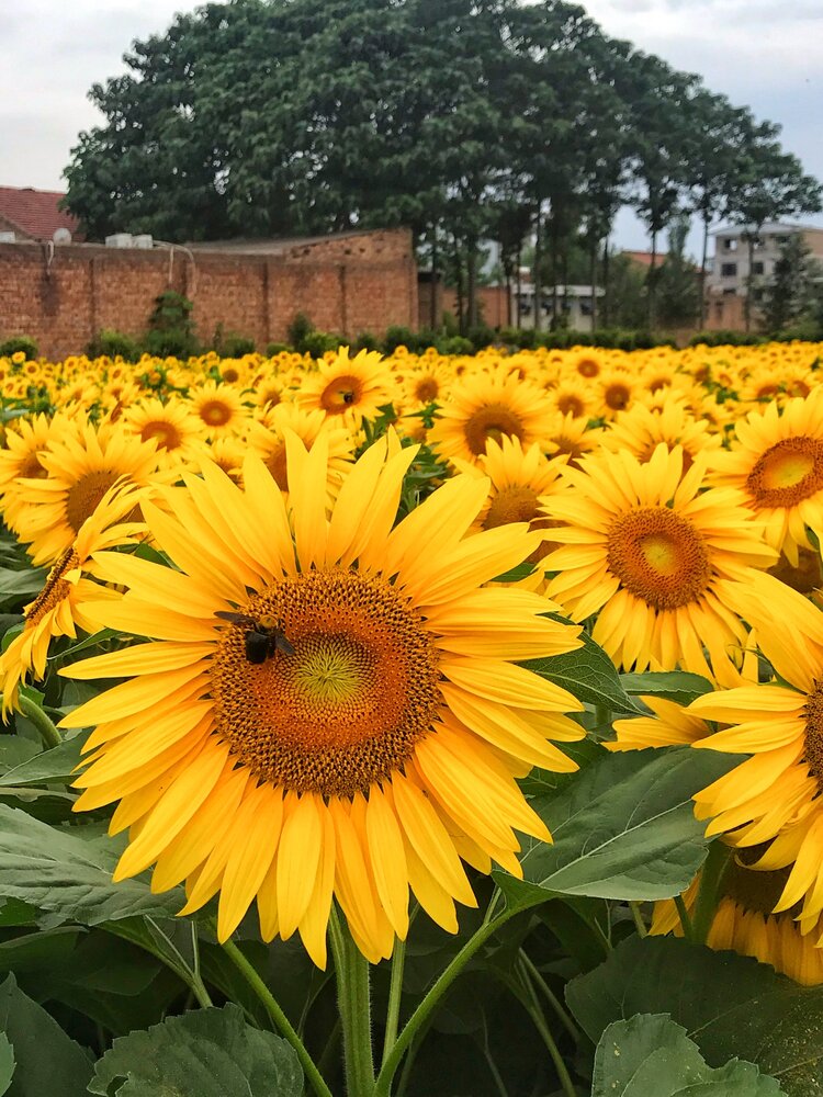 惟有葵花向日倾.更如柳絮纷飞起,村庄当户转分明.