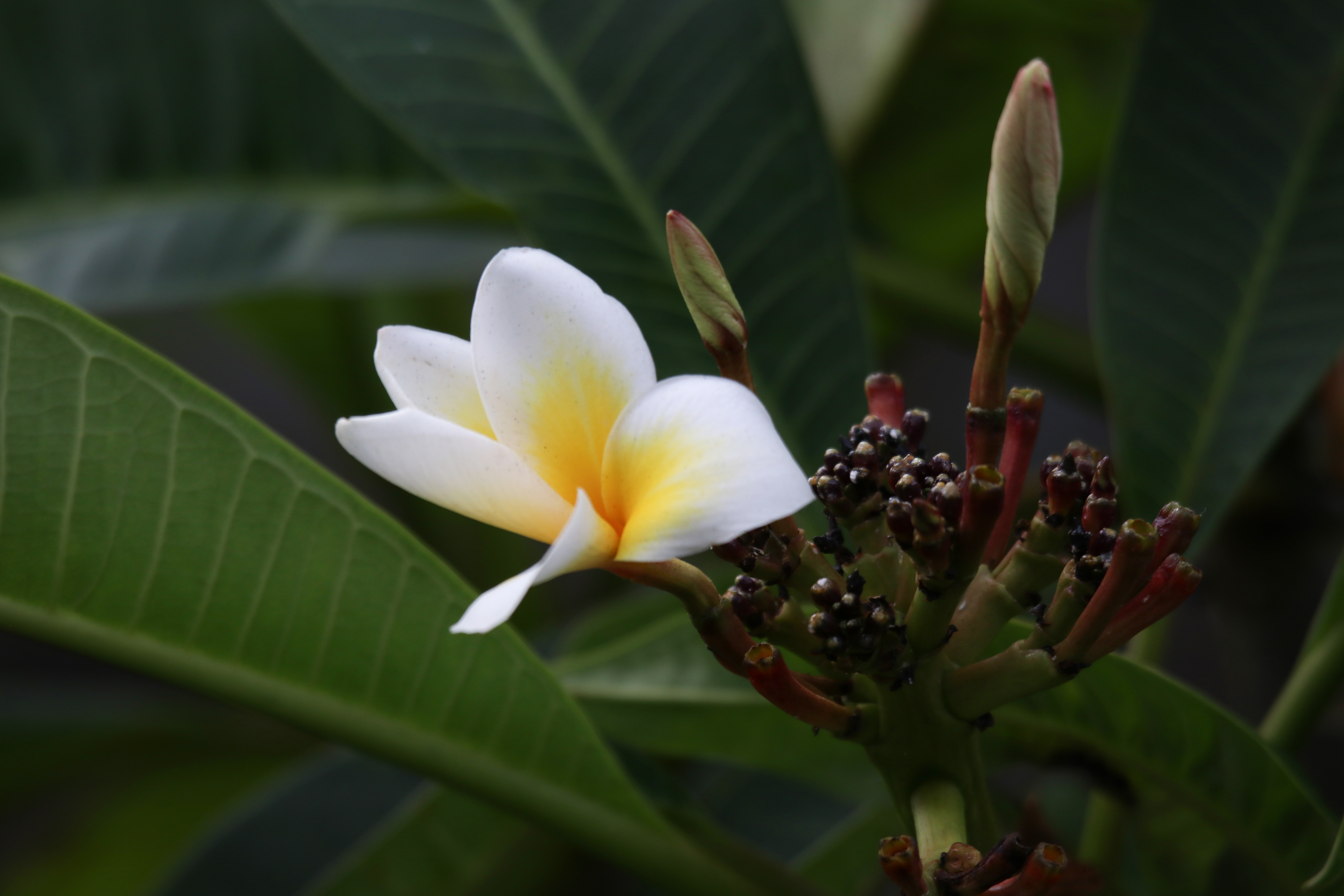 鸡蛋花【首发】