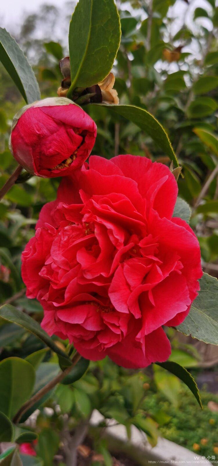 红色山茶花的花语图片